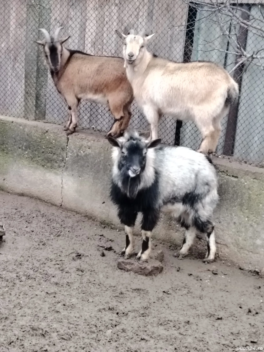 Capre pitice nigeriene 