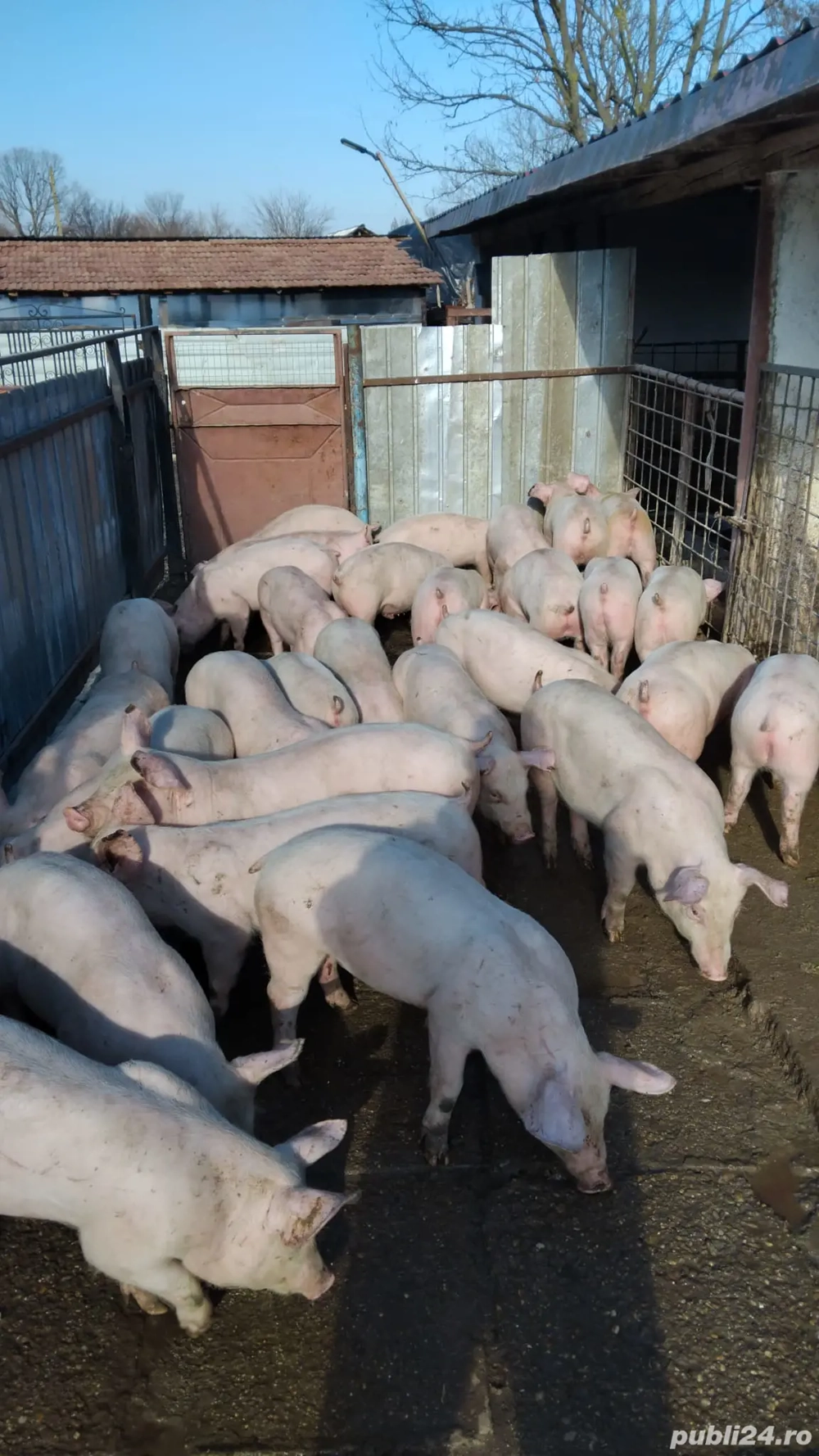 Vand purcei rasa de carne de la 20-50 