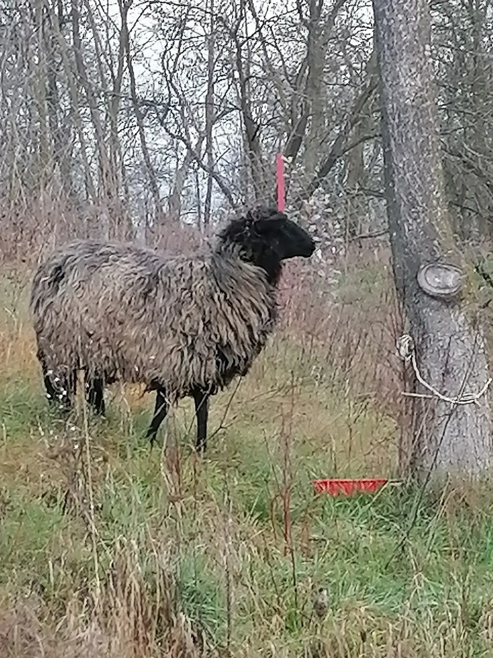 Mia de vânzare preț 600 lei 