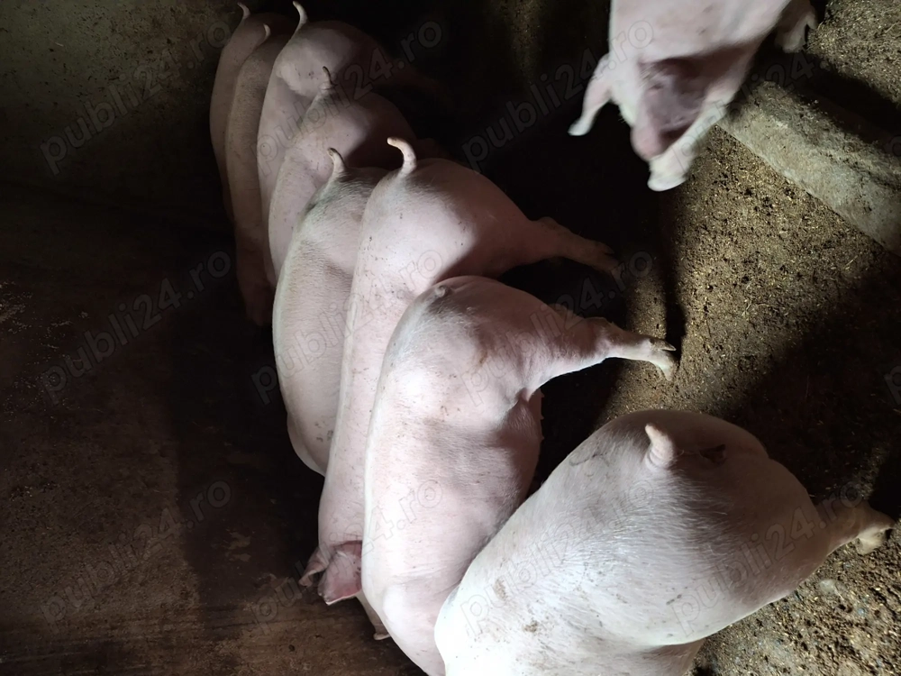 Vând grasuni 65-75 kg