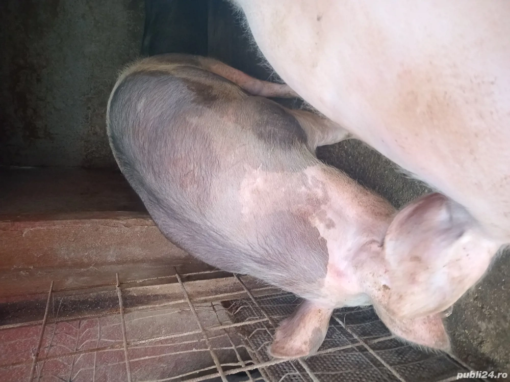 Vand porci de craciun