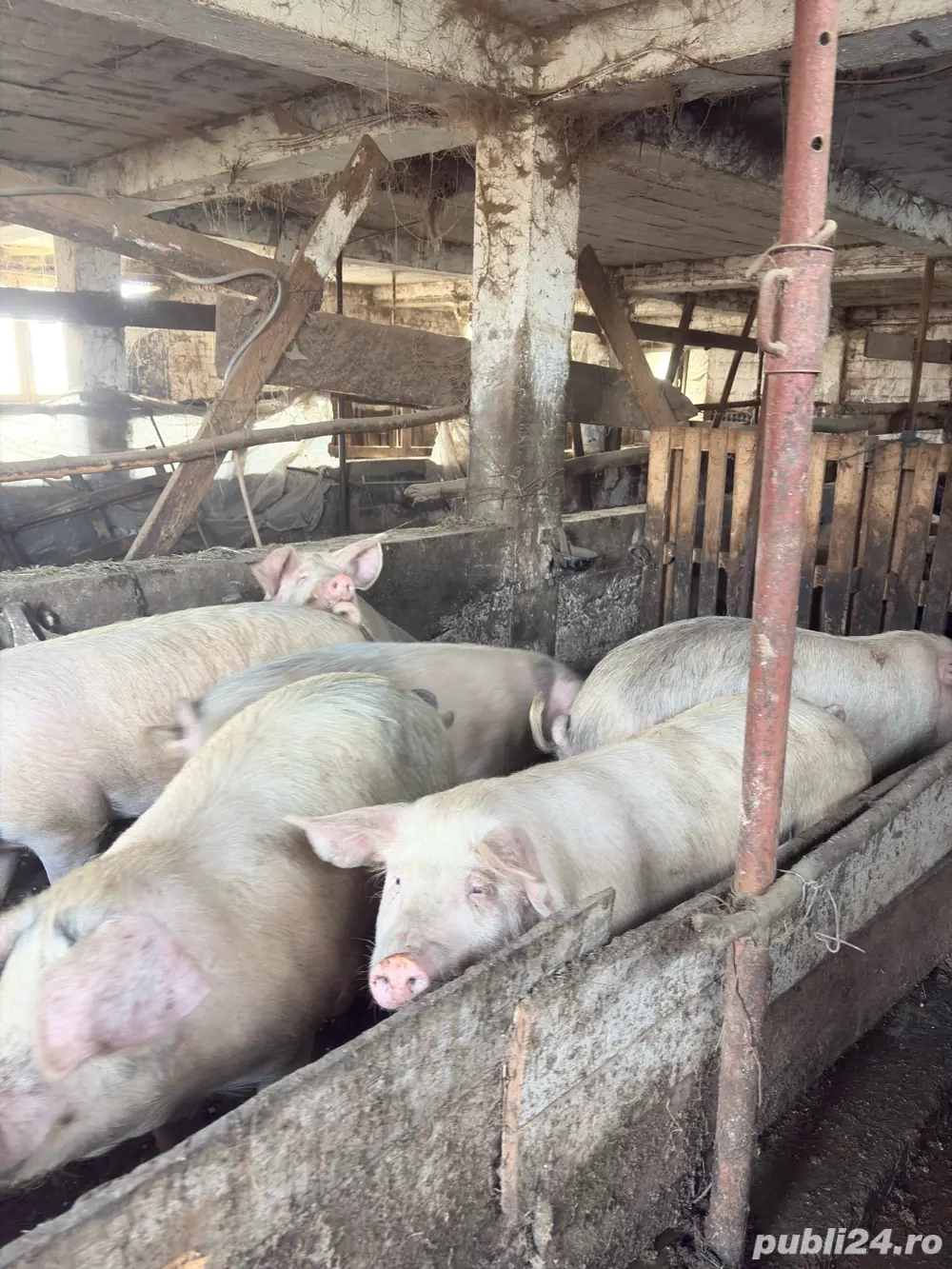 vand 8 porci de casa 