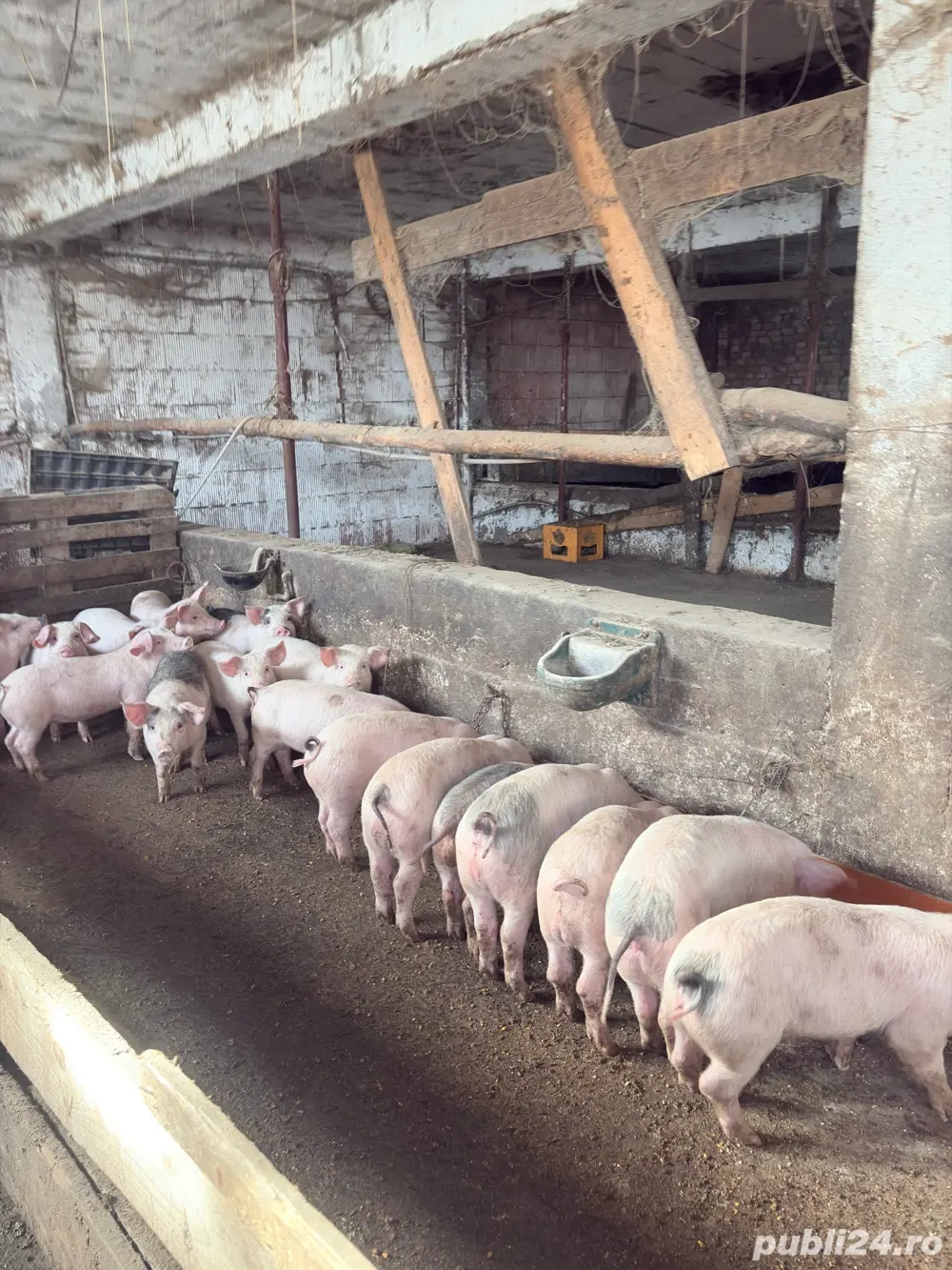 Vand godini 40 50 kg (soldani ) 