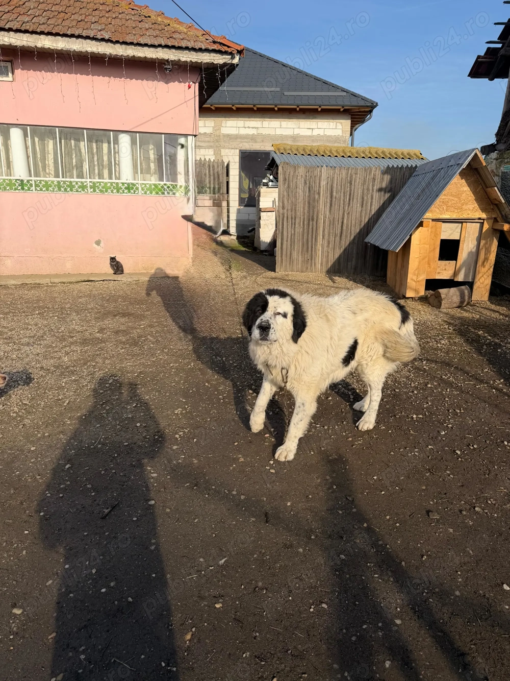 Câine Ciobănesc de Bucovina 