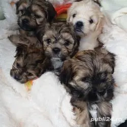 Puiuti Bichoni Havanese