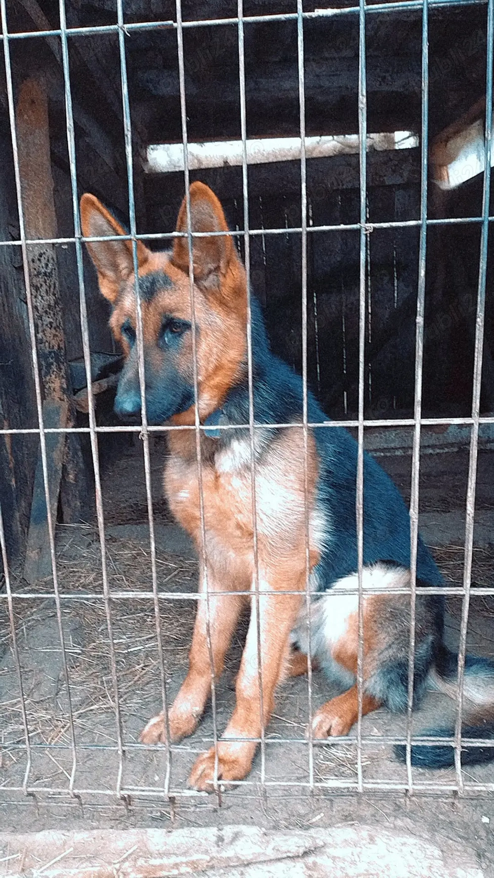 Mascul Ciobanesc german 