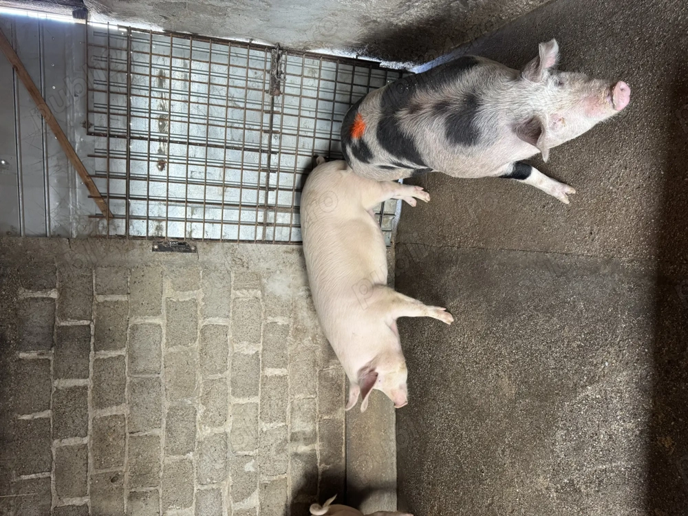 Porci crescuti de tara 