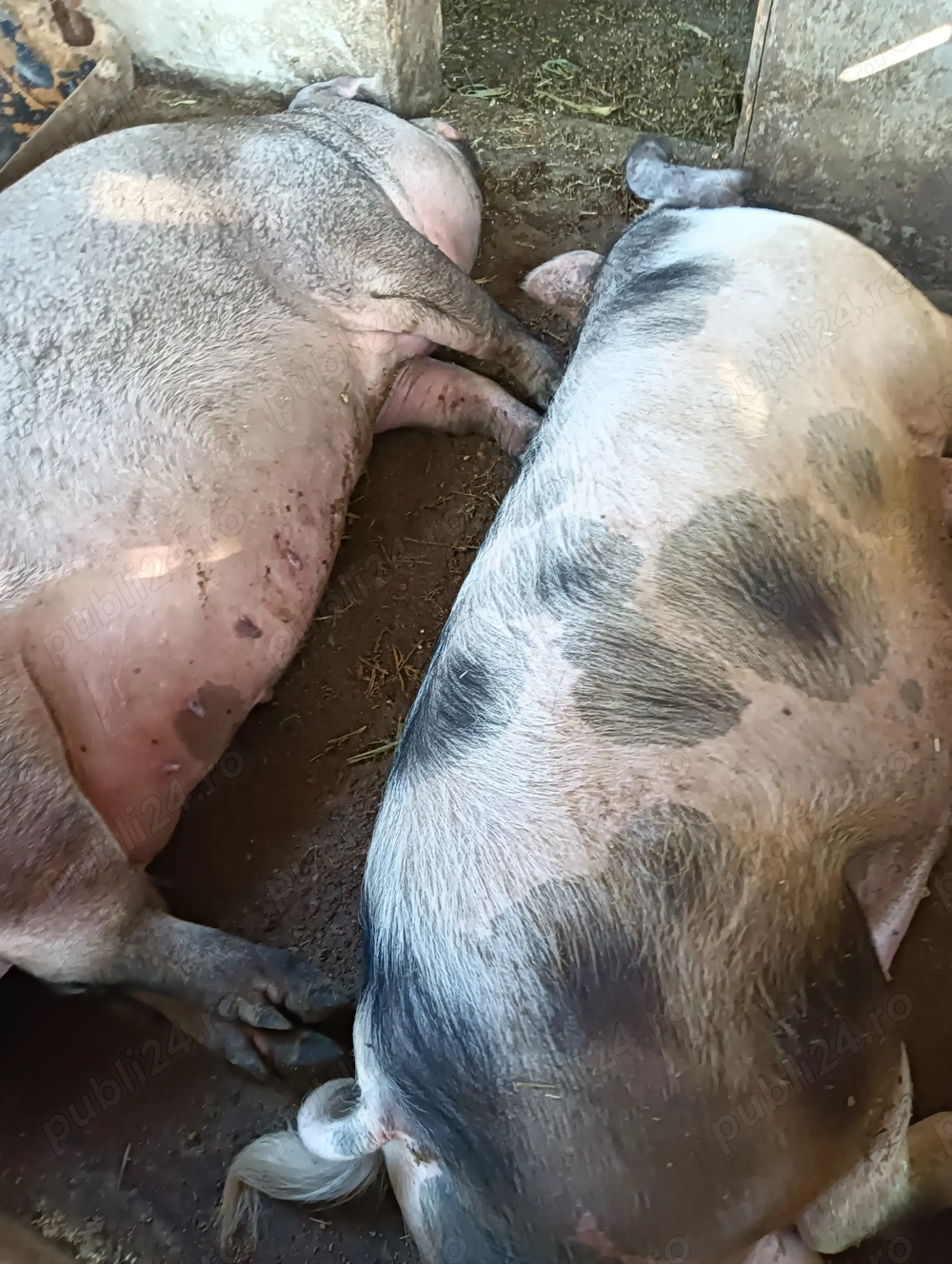 Porci de carne de categorie grea