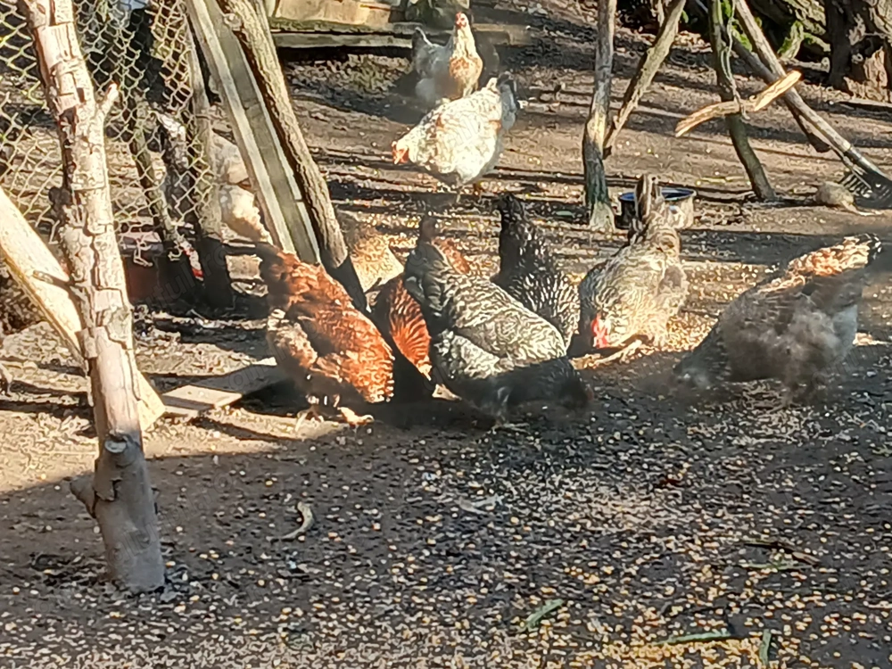 Păsări de curte la vânzare 