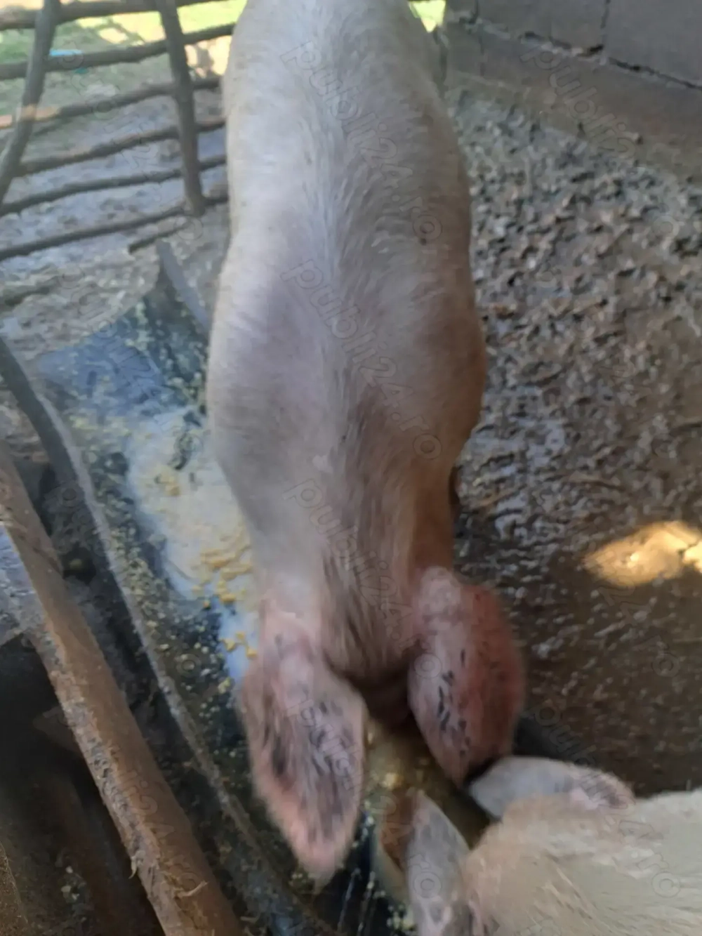 Vând scroafa de tăiat sau de reproducere(de ținut)