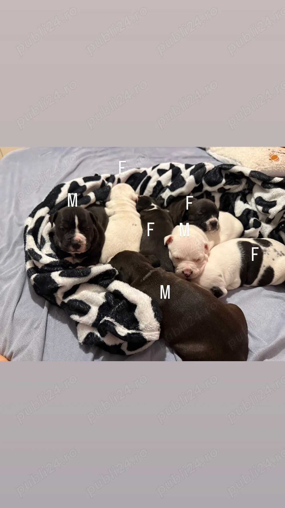 vand catelusi amstaff