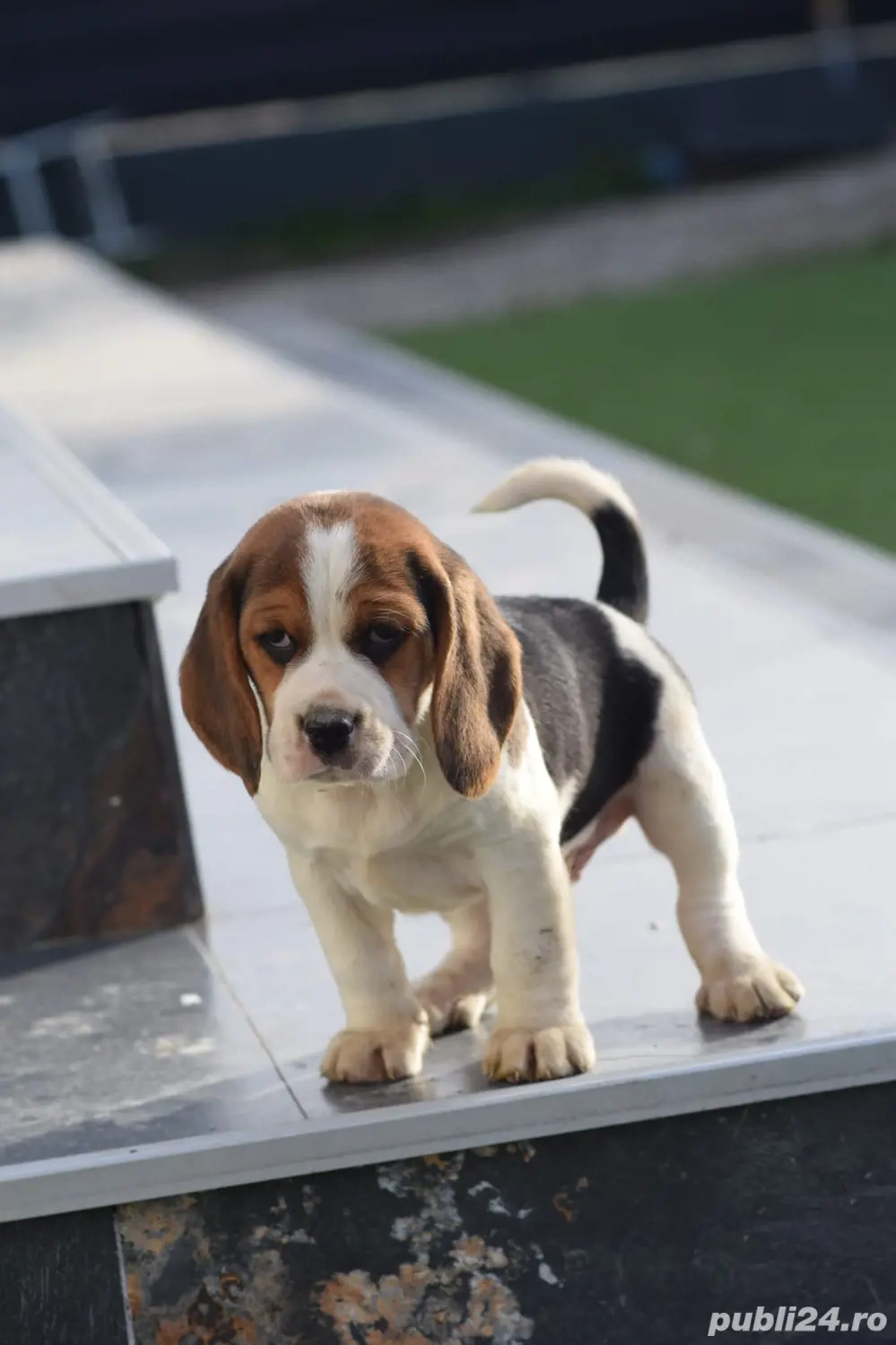 catelusii beagle 