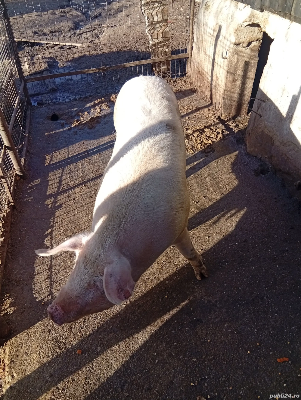 vând porc pentru sacrificat 