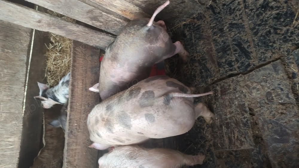 purcei de vanzare rasa de caren