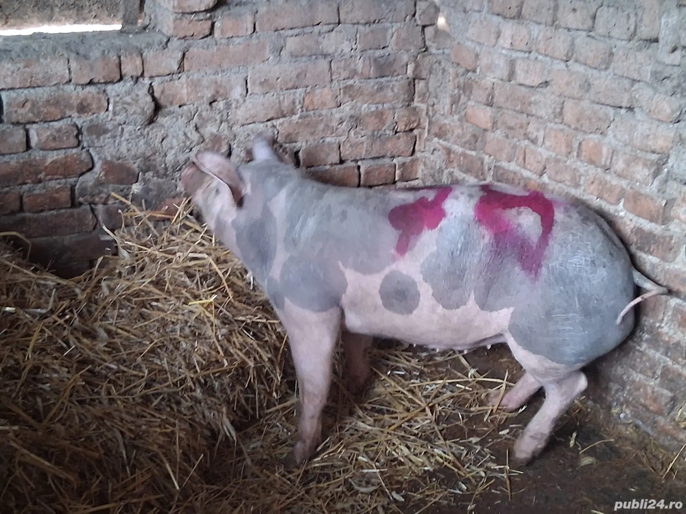 vând un porc pentru sacrificare 78 kg