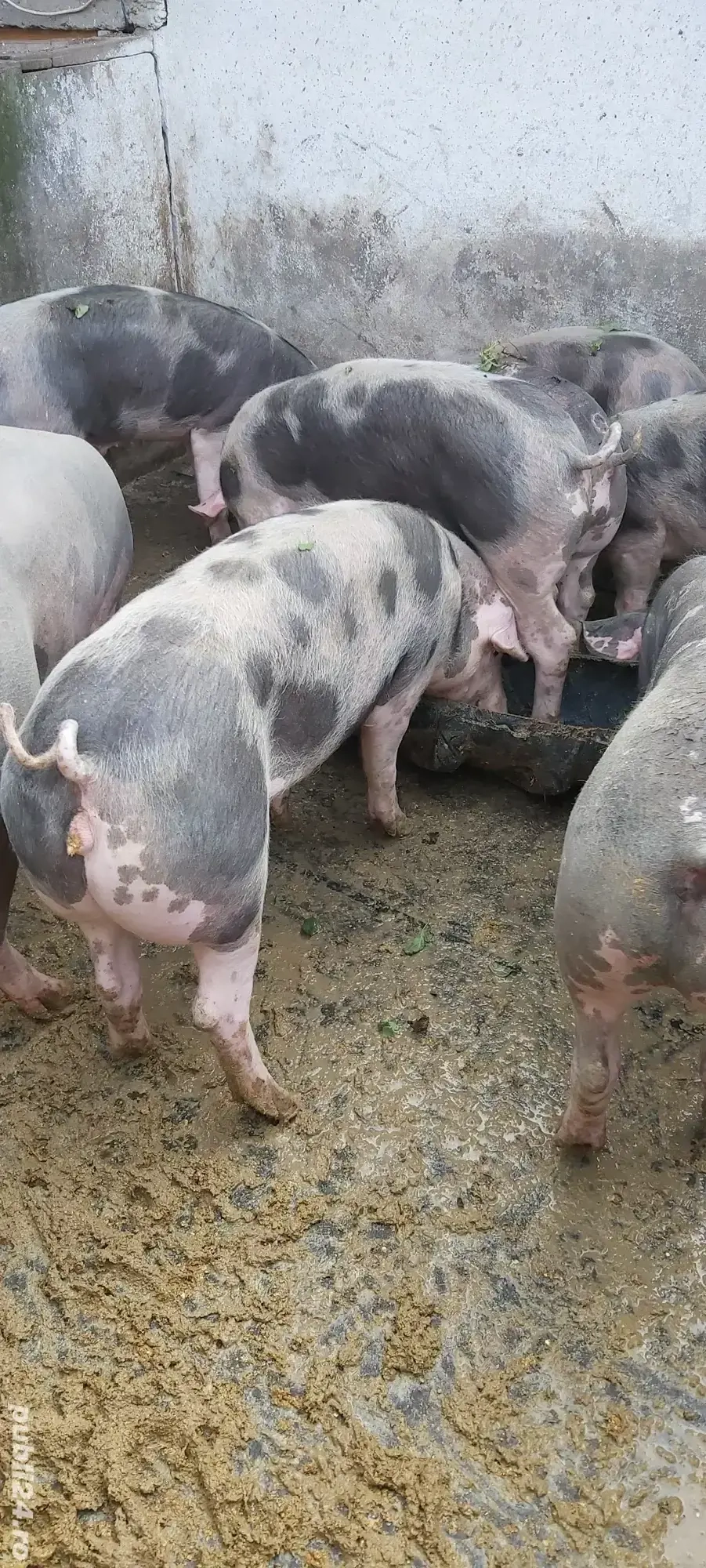 porci pietrain de vanzare 