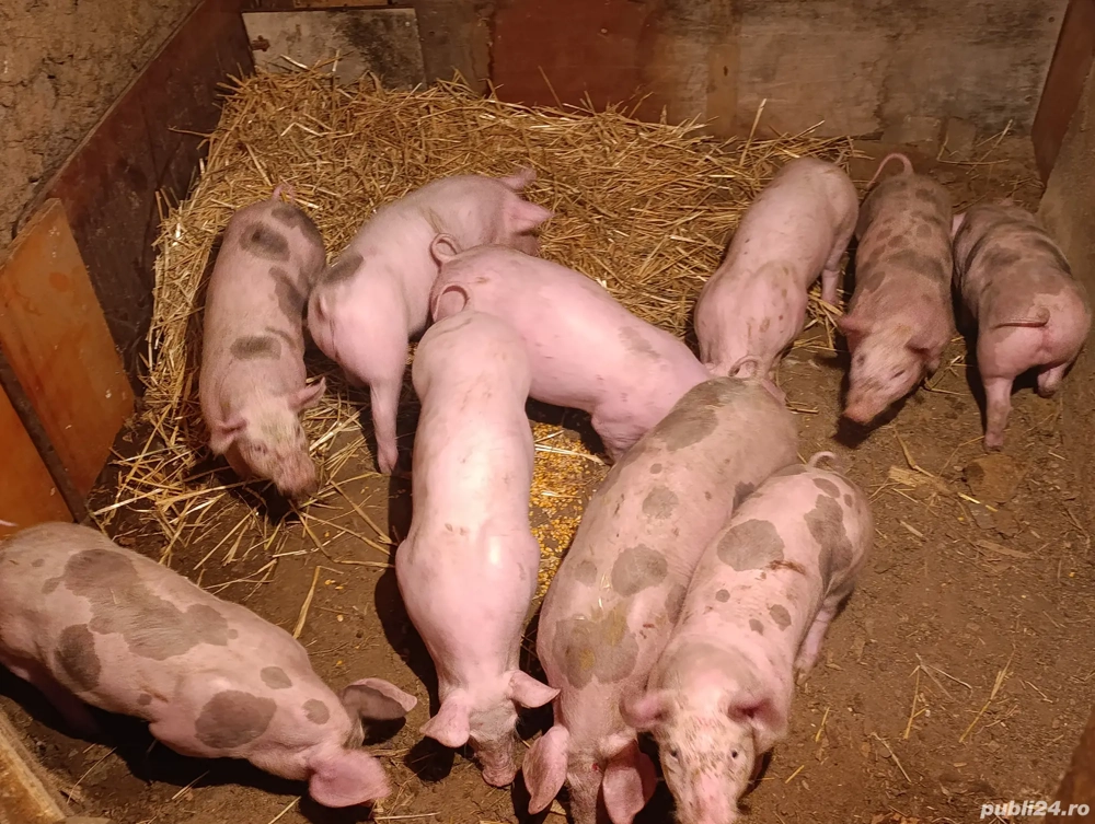 purcei pietrain 40 kg