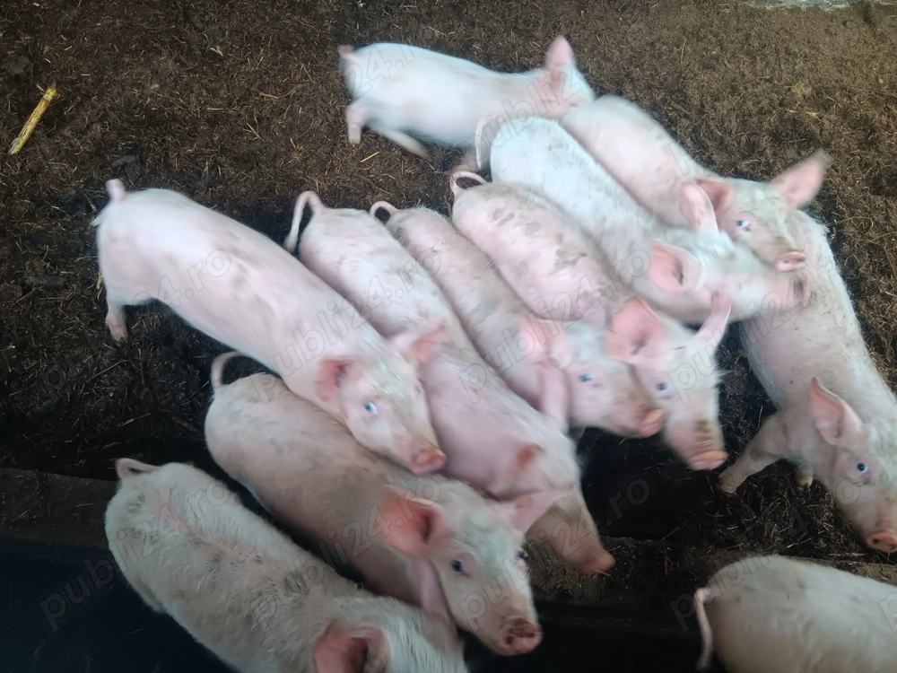 Vând purcei  marele alb