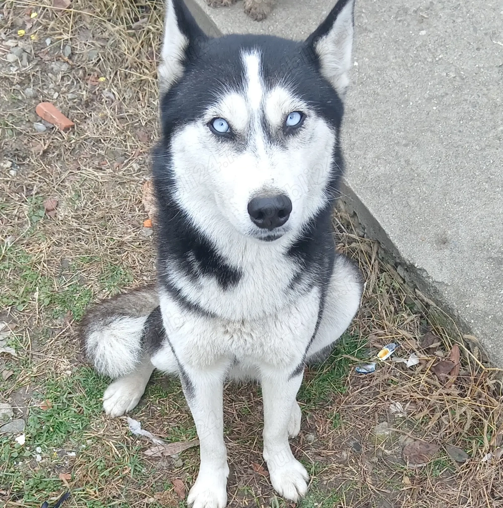 Donez urgent femela Husky.