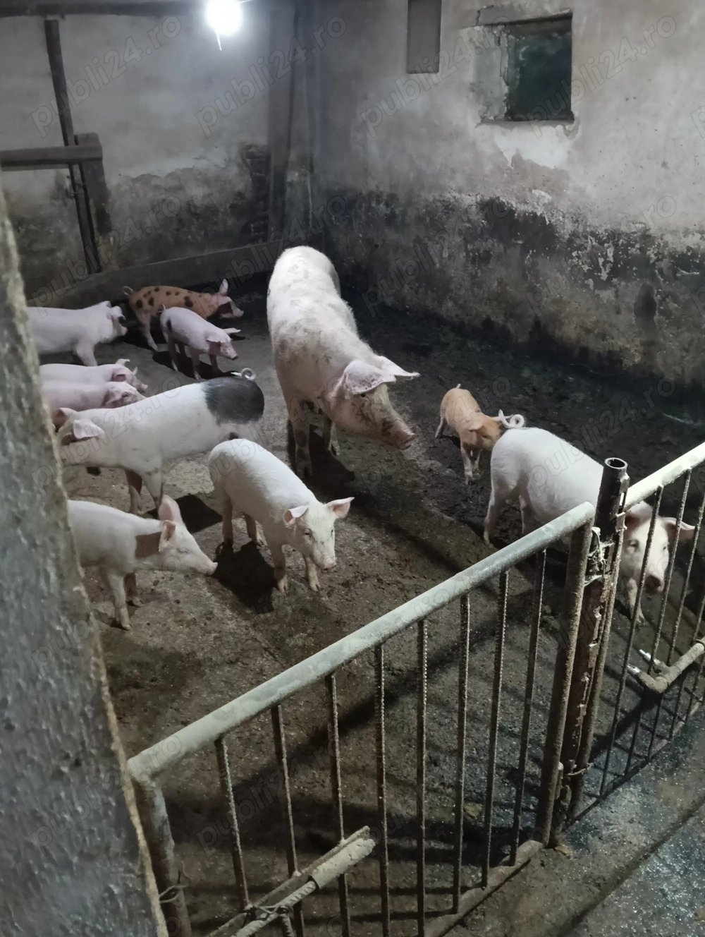 Vând purcei diferite mărimi 