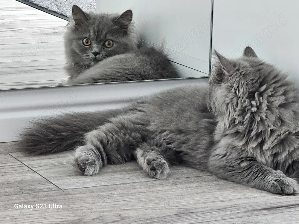 Fetita British longhair