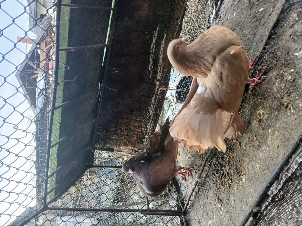 Vand porumbei curcani