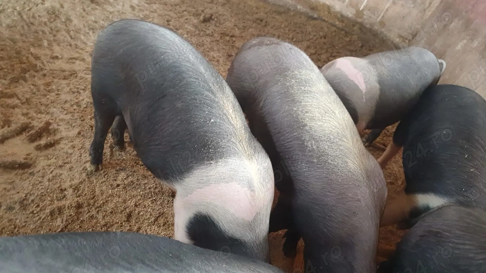 Porci bazna de vanzare 