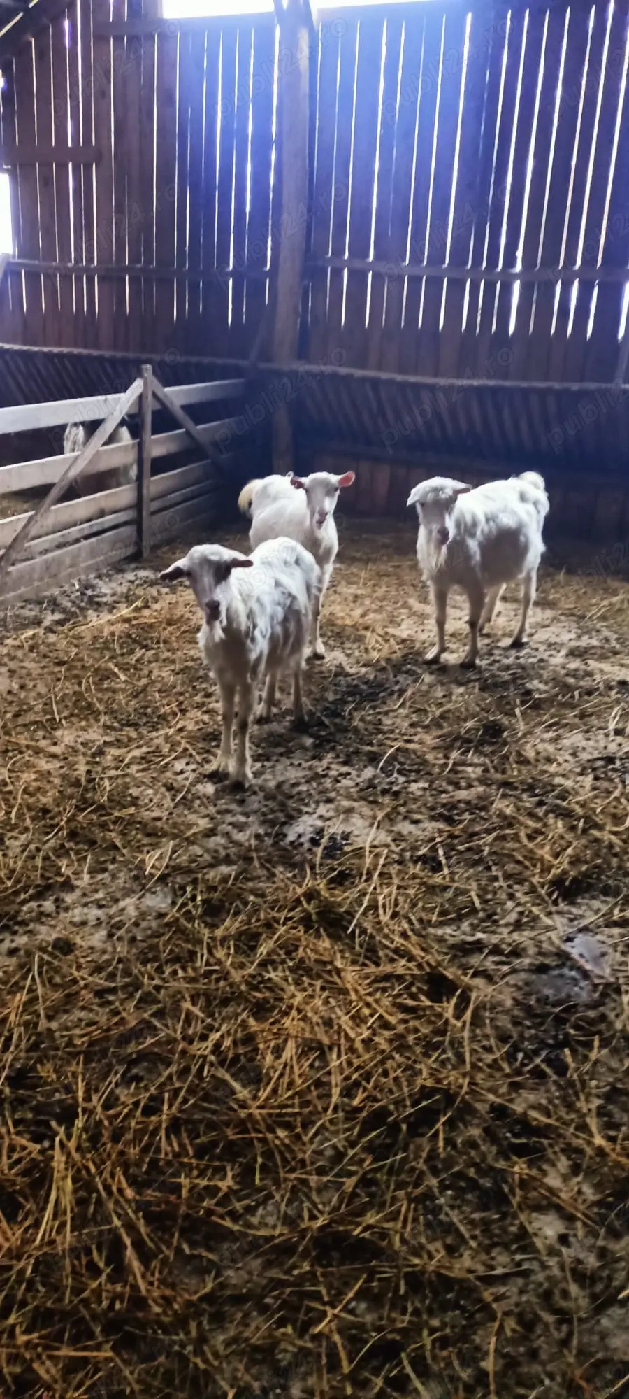 Vând capre rasa saanen