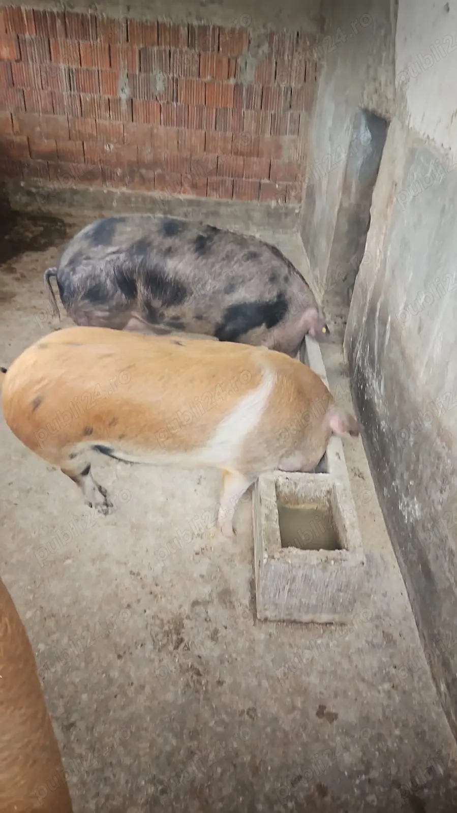 Vand porci crescuti bio