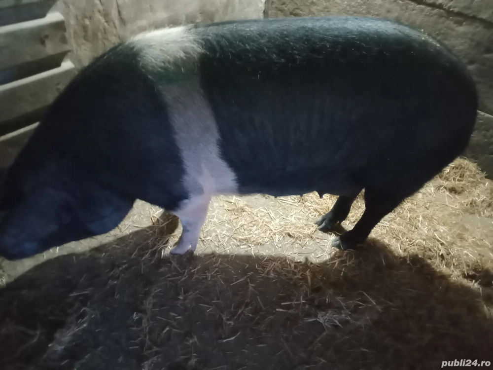 Scroafă Bazna pentru reproducție sau sacrificare 