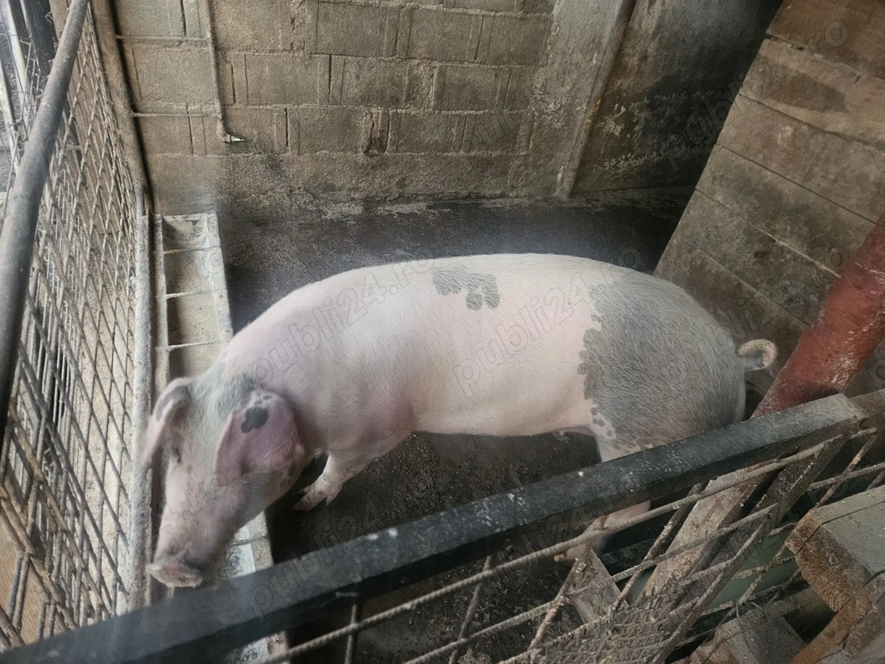 De vanzare porc de taiat