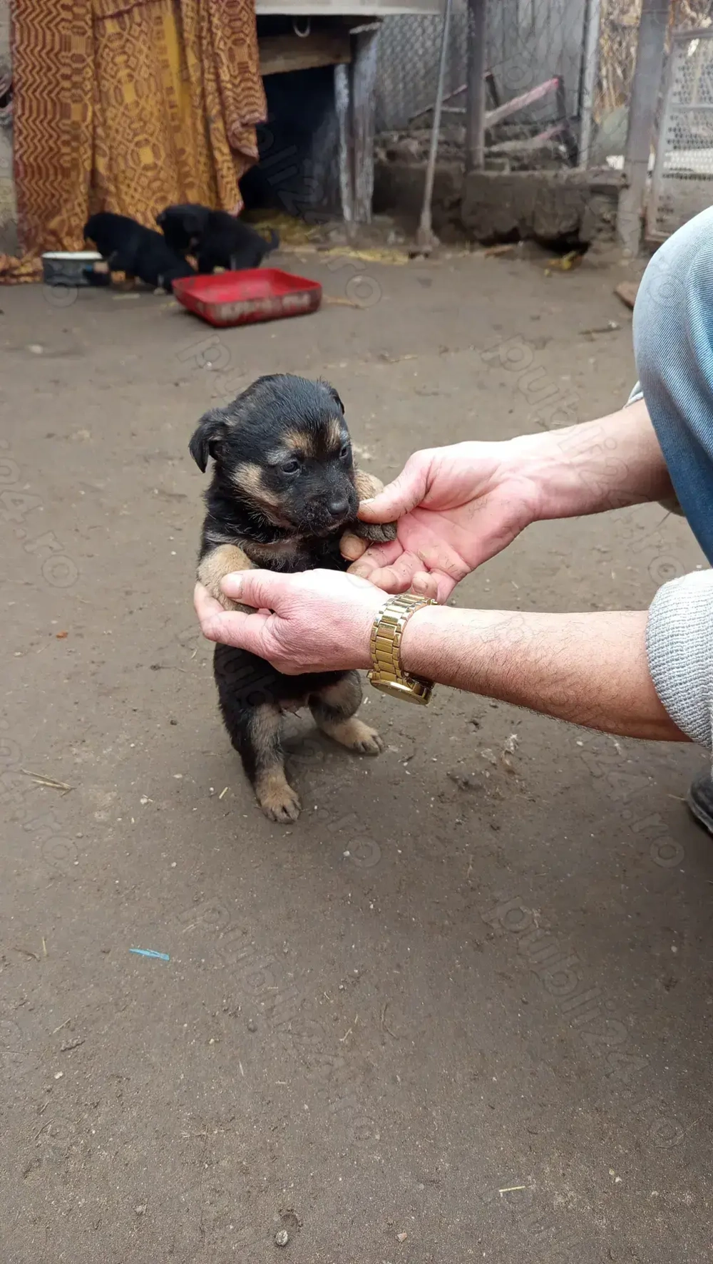 Catei Lupi Ciobanesc