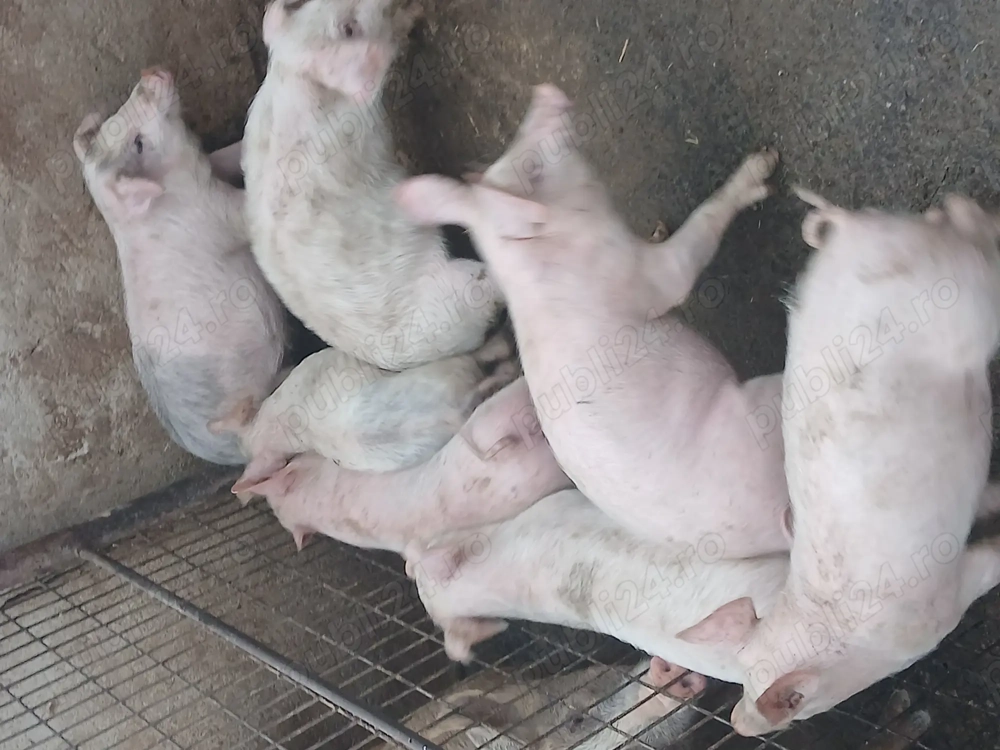 Purcei de vanzare de carne 