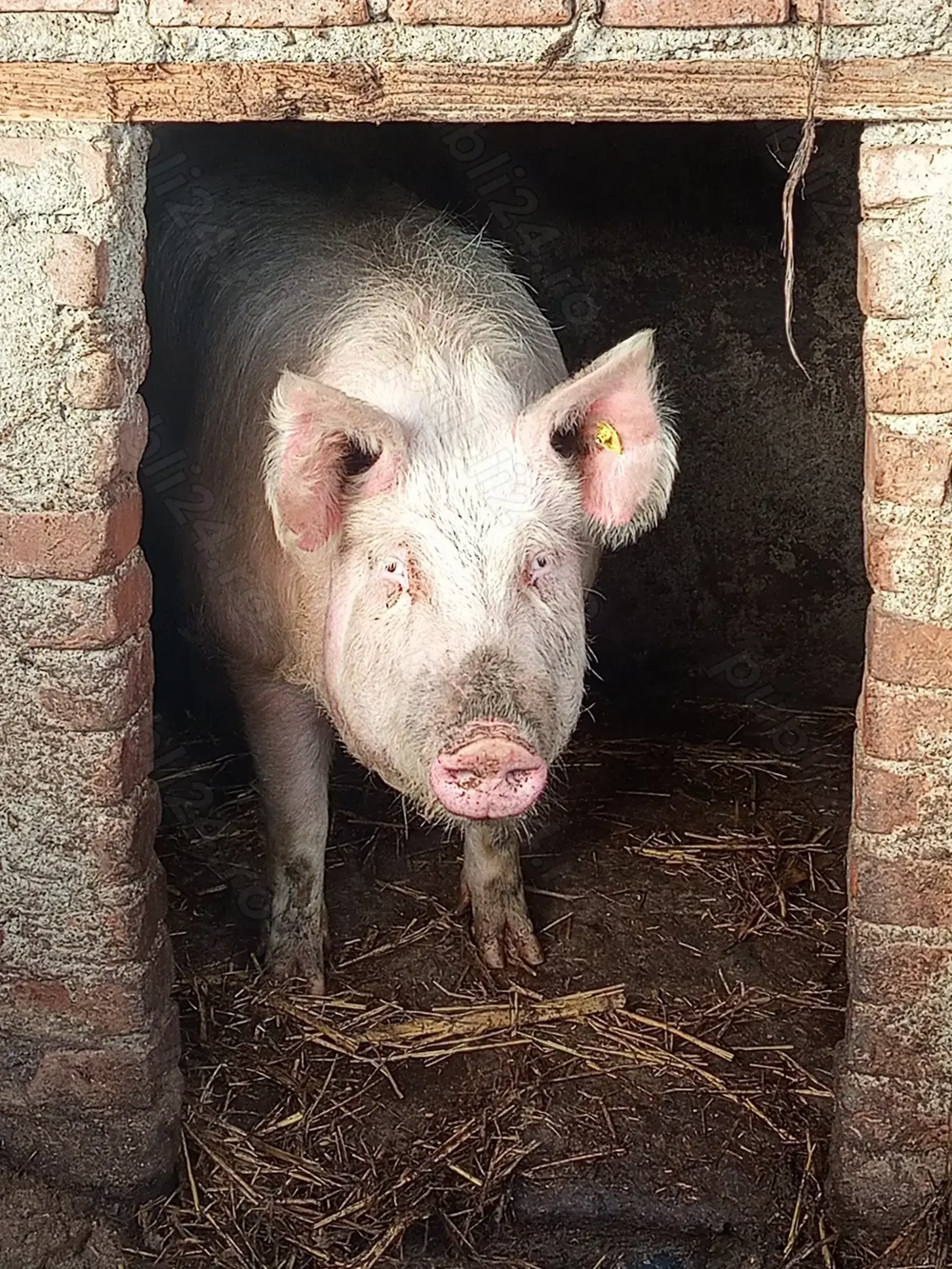 Caut casă nouă ,când ce se vede