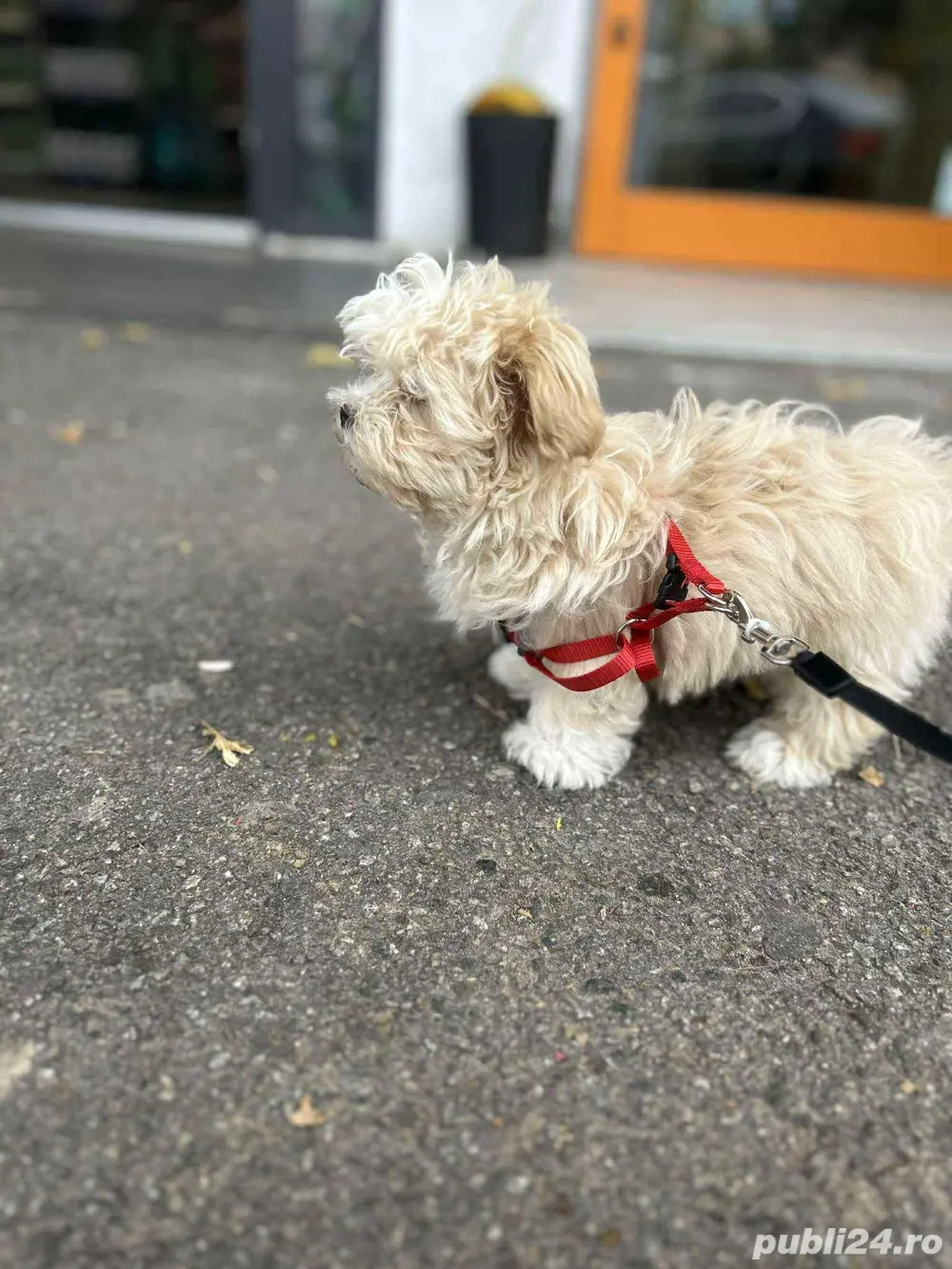 Vând bichon (fetita)