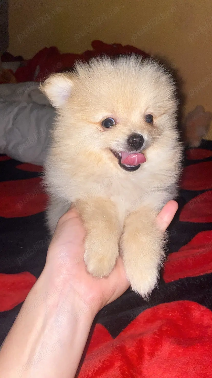 Vand pomeranian spitz 