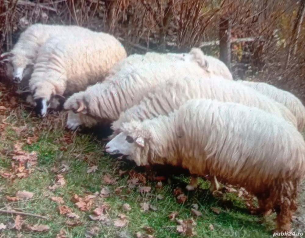 Oi de vânzare 