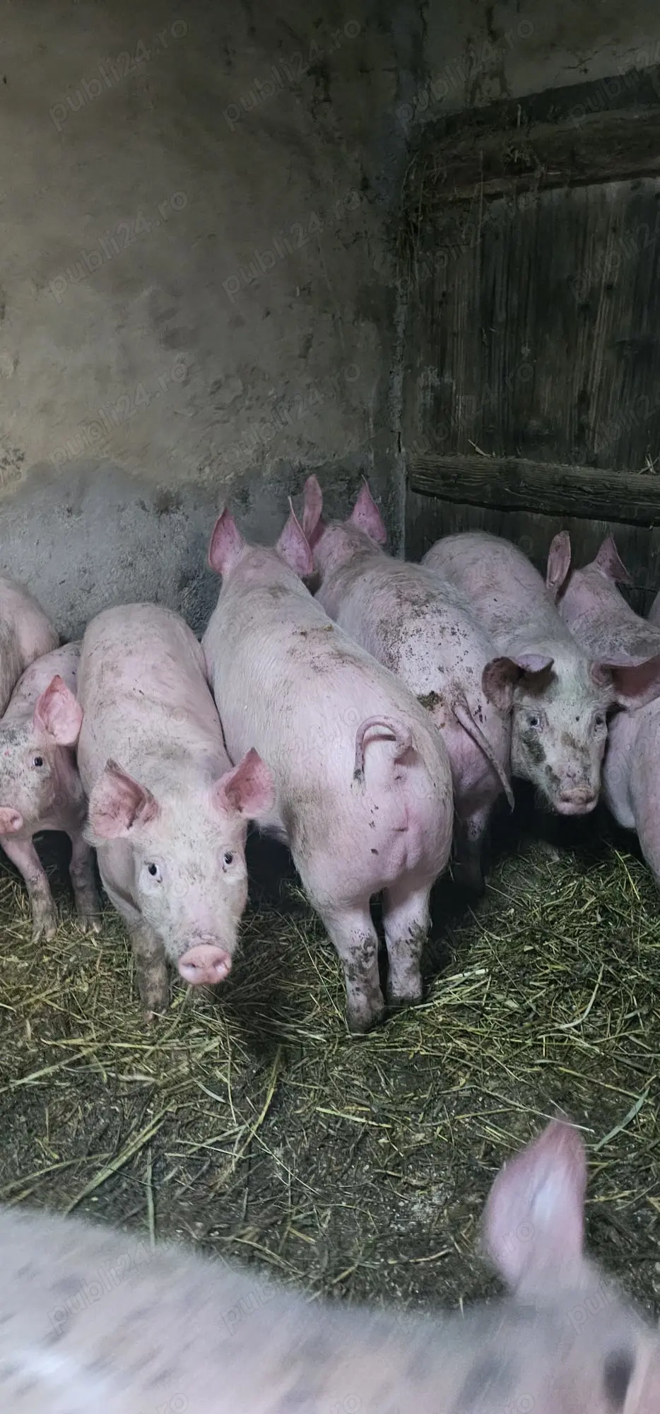 Purcei Rasa Marele Alb x Pietrain 35 - 40 kg Comuna Lița Teleorman Tel o733345270