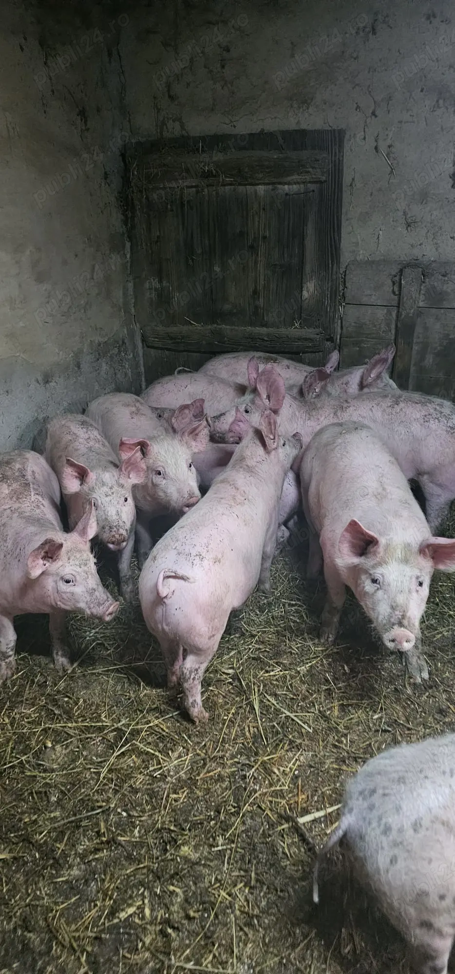 Purcei Rasa Marele Alb x Pietrain 35-40kg Lița Teleorman 800Lei și 750Lei buc o733345270