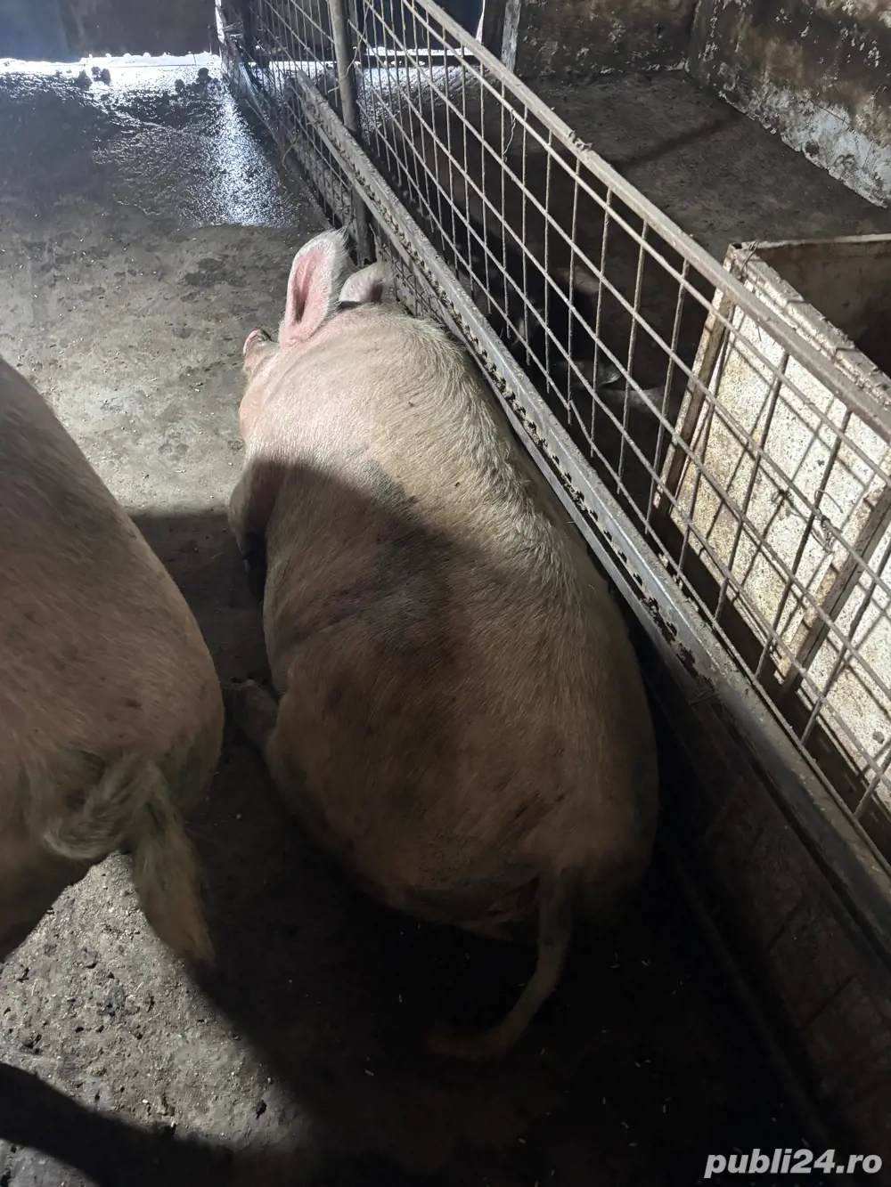 porci grasi de vanzare 280kg