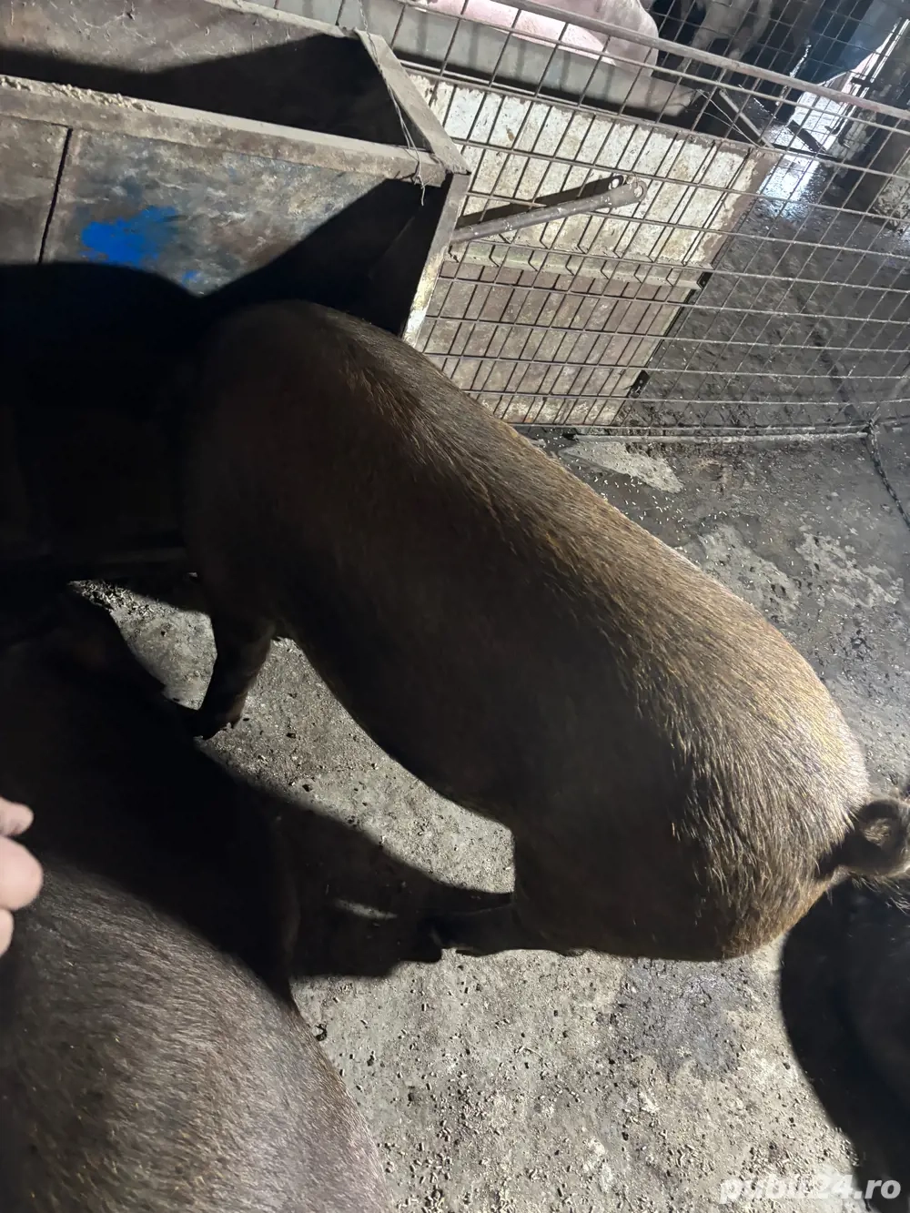 porci duroc de vanzare pentru sacrificat