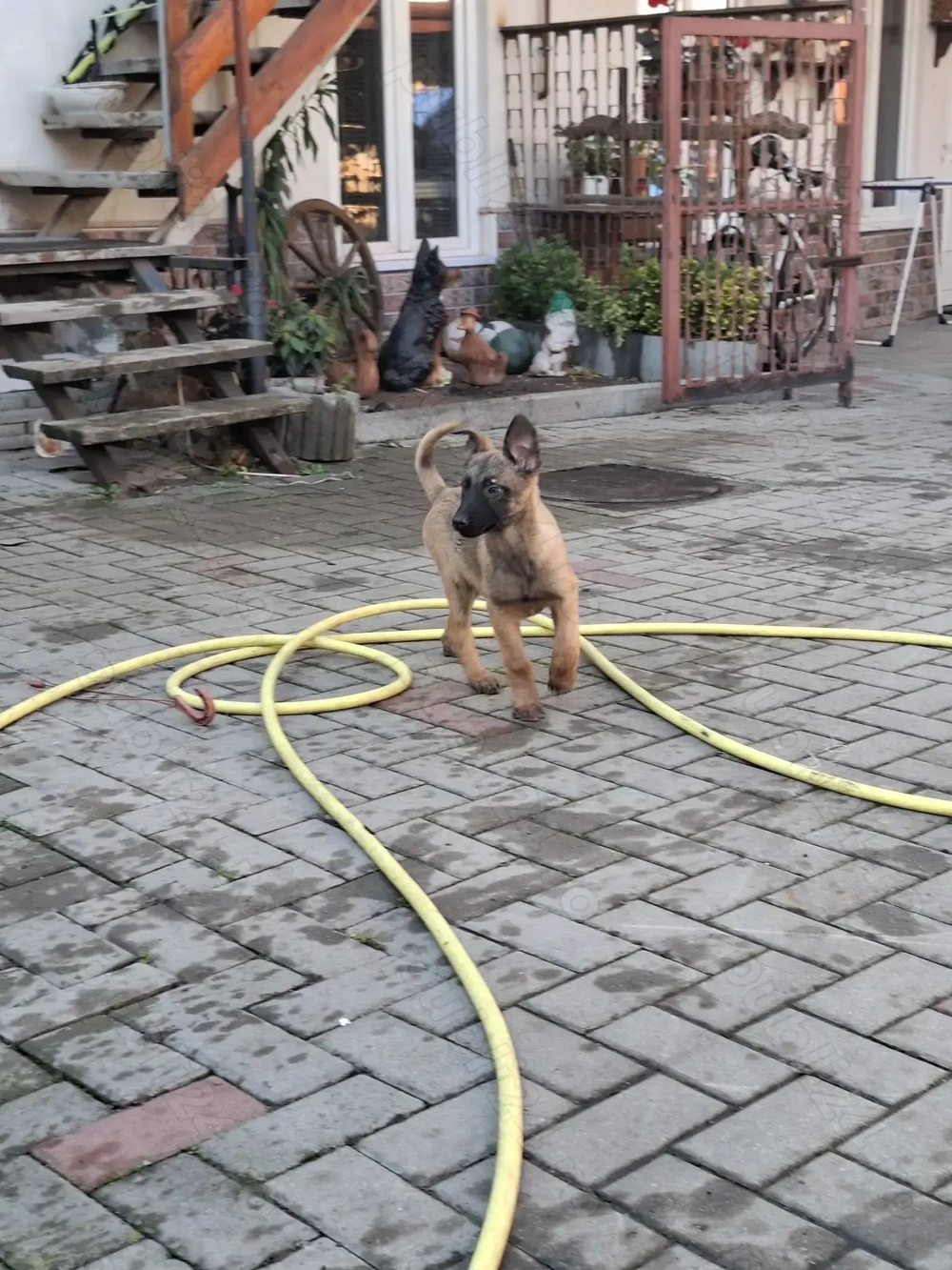 Căței de ciobănesc belgian de malinois 