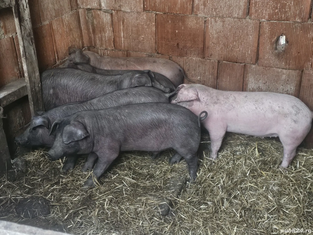 vând 8 soldani rasa de calitate Duroc 25 kg
