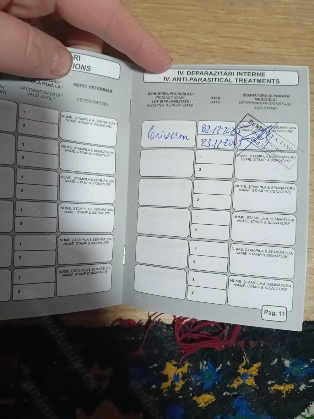 Vand cățelușe 2 luni jumate 