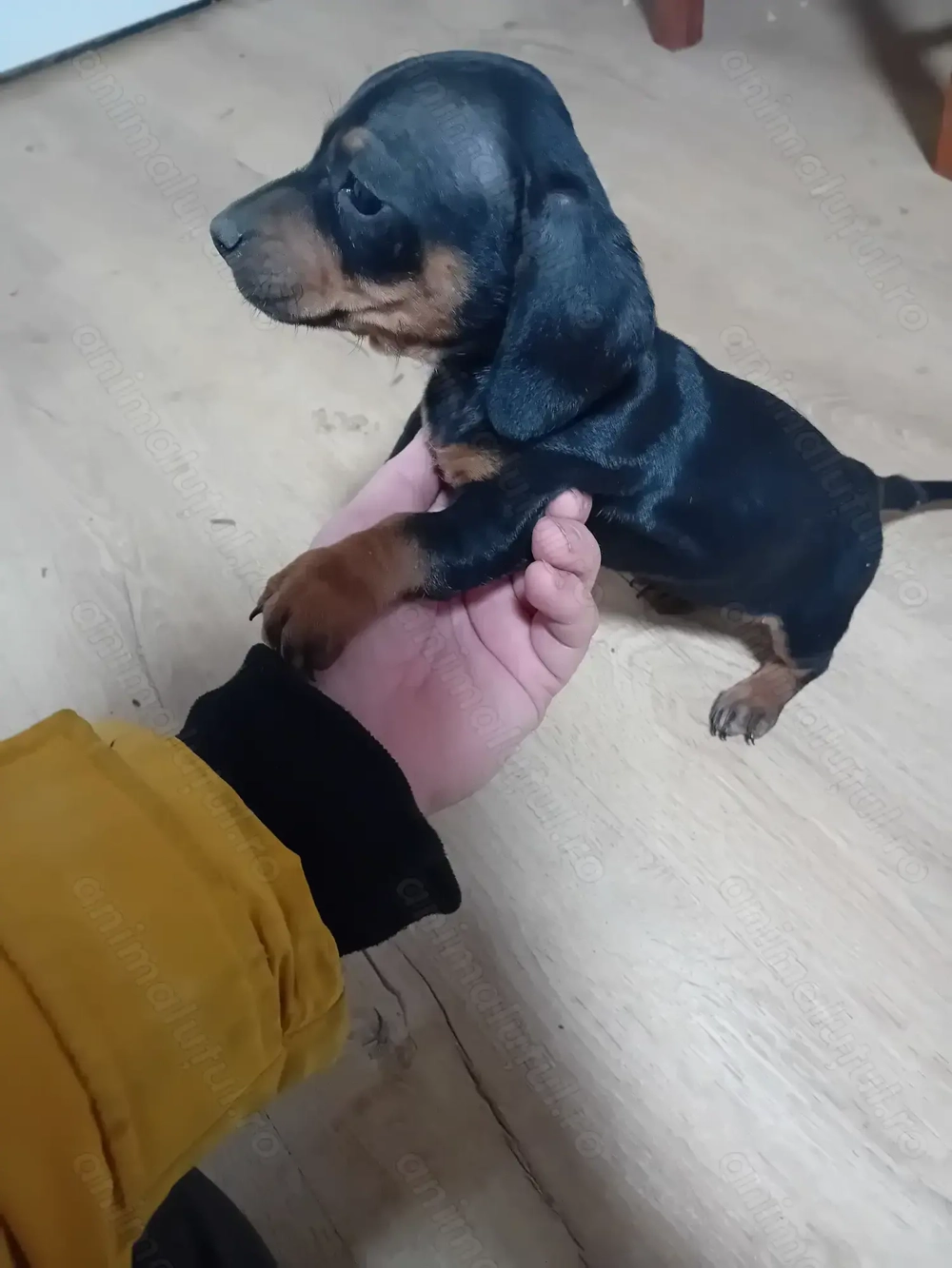 Vand cățelușe 2 luni jumate 