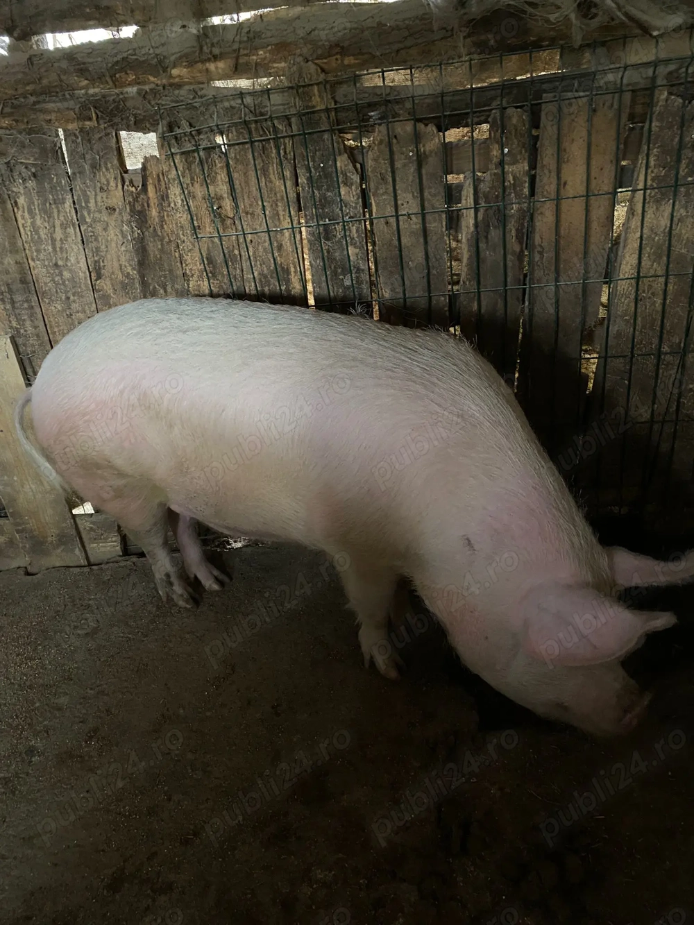 Porc de vânzare Gostinu - Giurgiu