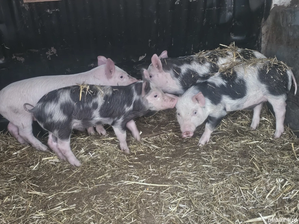 vând 5 purcei de 10 săptămâni rasa de carne 2 mascul 2 femele 