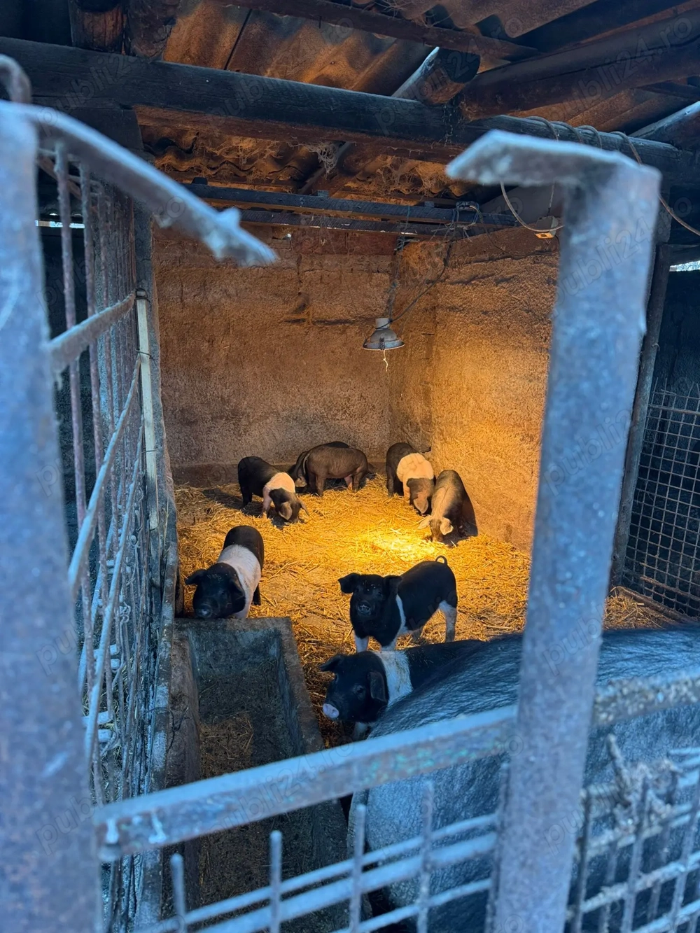 Purcei disponibili de vânzare 