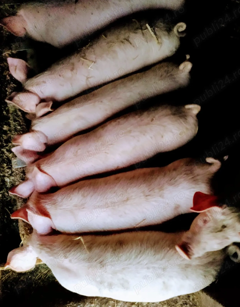 Vând purcei de carne