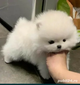 Pomeranian model ursulet, mini toy. Pasaport si Microcip